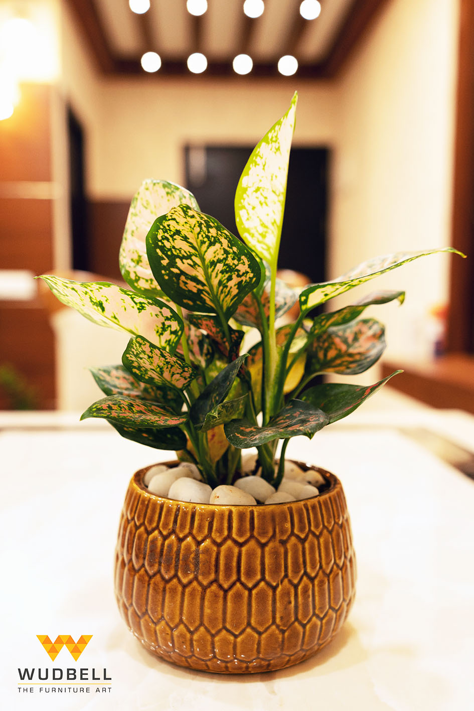 The Best Indoor Plant