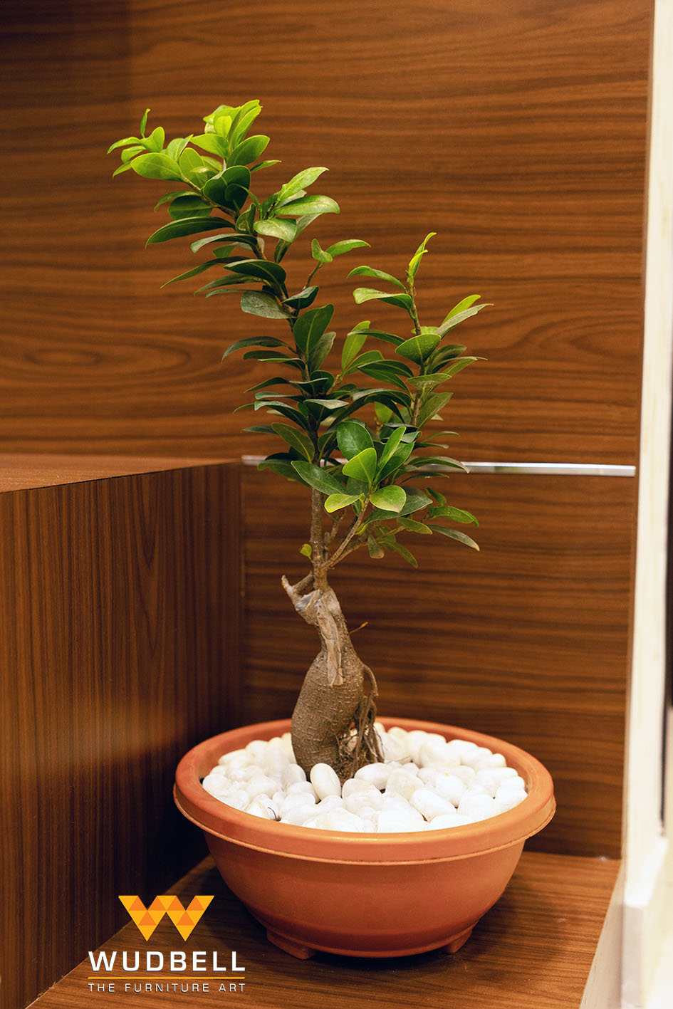 bonsai tree in shoe rack